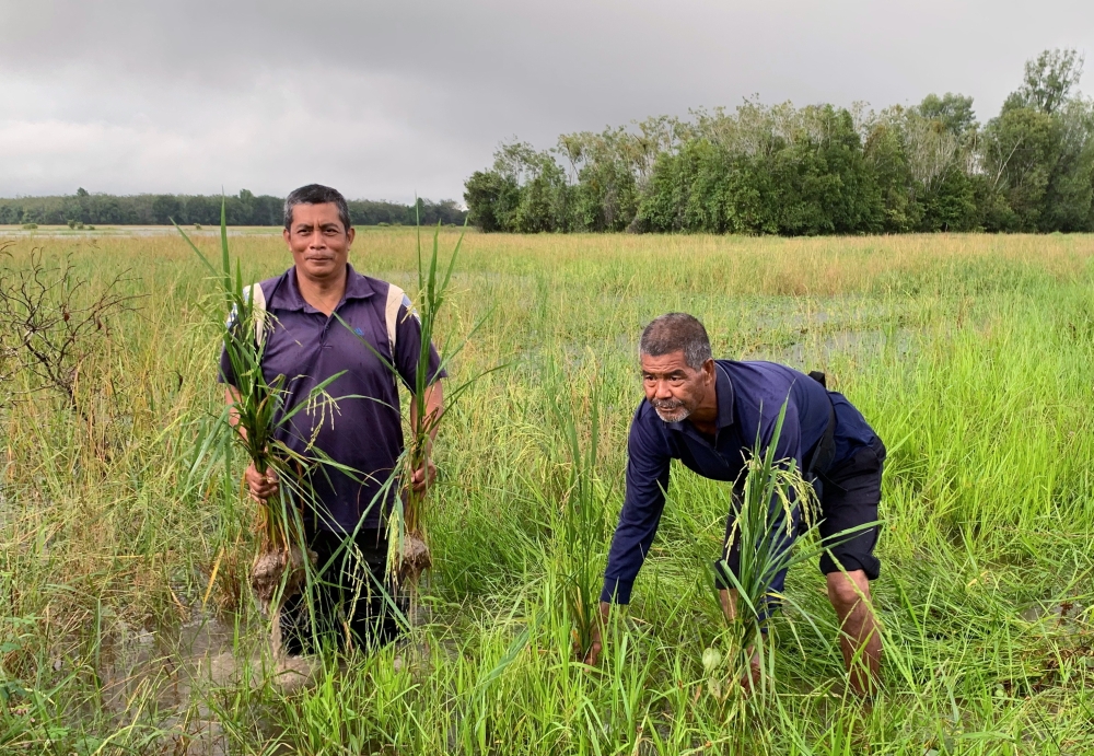Malaysia’s agriculture sector faces a dual challenge: an ageing farming population and declining youth interest in agricultural careers. — Bernama pic