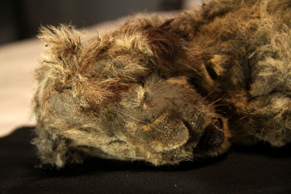 Sparta, recovered in northeastern Siberia, is estimated to be about 32,000 years old. — AFP pic