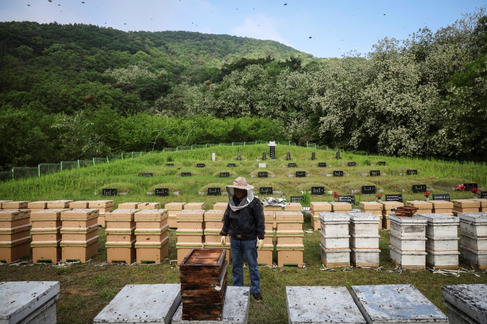 Park Gyeong-je, 65, a migratory beekeeper, stands among beehives at an acquaintance's family gravesite where he received permission from the family to keep hives as a second location for migratory beekeeping in Okcheon, South Korea, May 13, 2026. Park moves his bees around the country stacked on the back of three trucks and a van, travelling mostly in the evening while the bees sleep. Beekeepers exchange information about where flowers are in bloom and where conditions are good to figure out the best honey-making routes, he said. — Reuters pic