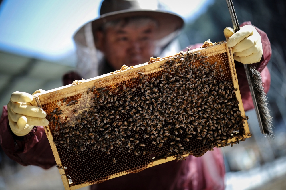 Park Gyeong-je, 65, a migratory beekeeper, checks the growth of the bee colony at his beekeeping farm in Sancheong, South Korea, February 21, 2026. Park runs a beekeeping farm in South Korea's southern Sancheong county, but he is a migratory beekeeper, meaning he criss-crosses the country with his hives to chase seasonal flower blooms. However, rising temperatures due to climate change are shortening seasons, causing flowers to bloom earlier and for shorter periods. The weather changes have also brought strong winds, which can make it harder for bees to find their way back to their hives. — Reuters pic