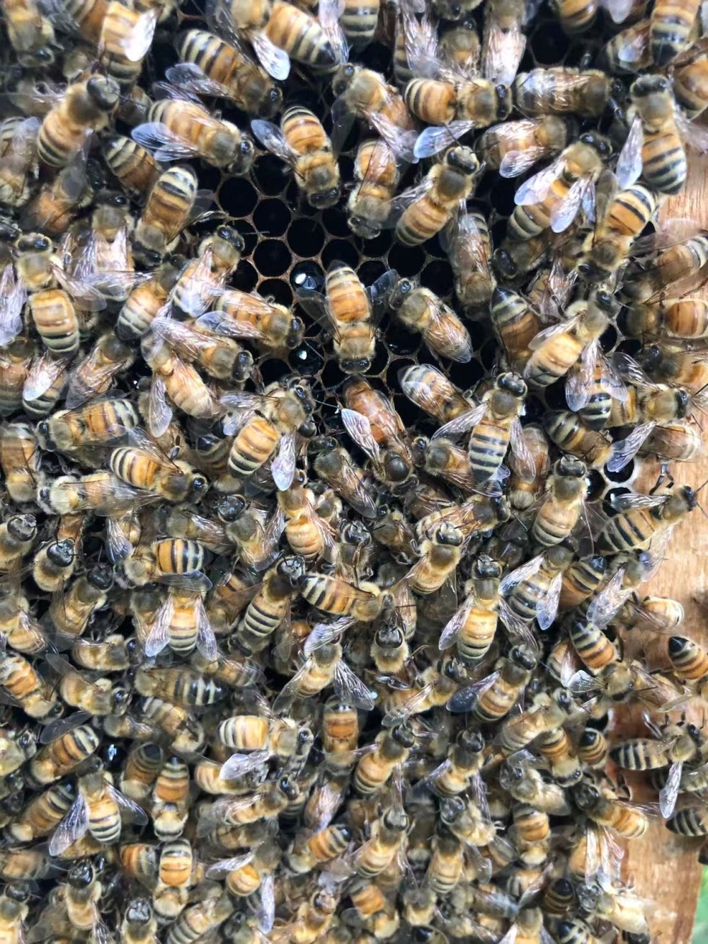 A queen bee hatches an egg as honeybees cluster on a honeycomb frame inside a beehive, in this handout picture taken at the National Botanical Garden, in Beijing May 24, 2021, released on June 3, 2026. — Kai Wang/Chinese Academy of Agricultural Sciences handout pic via Reuters