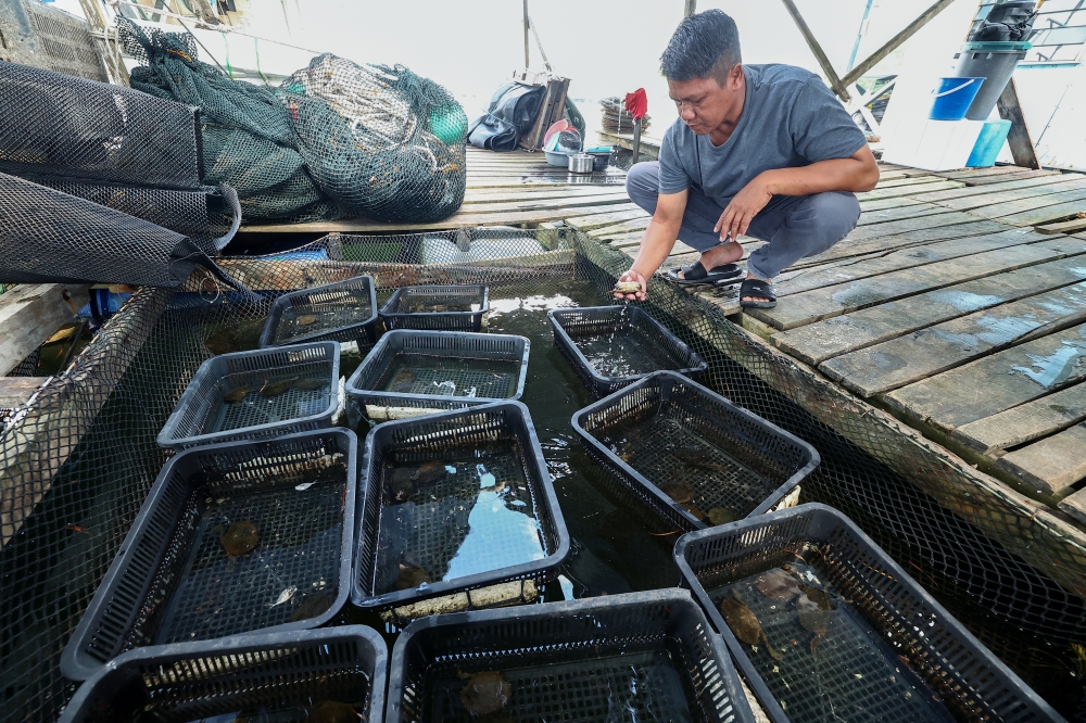 Located just a 10-minute boat ride from Kampung Bahagia Jetty in Batu Sapi, the site has become a draw for visitors eager to learn about the farming process. — Bernama pic