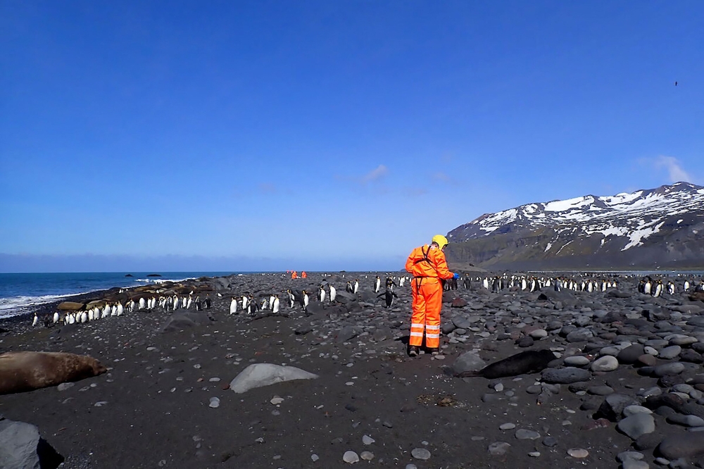 A wildlife team from the Australian Antarctic Program assessing the site of a mass mortality of southern elephant seals on Heard Island killed by a pathogenic strain of bird flu. — Australian Antarctic Division handout photo via AFP