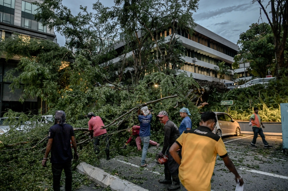 ‘I would generalise this advice to caution any driver from parking their car under any tree for prolonged periods of time.’ — Bernama pic