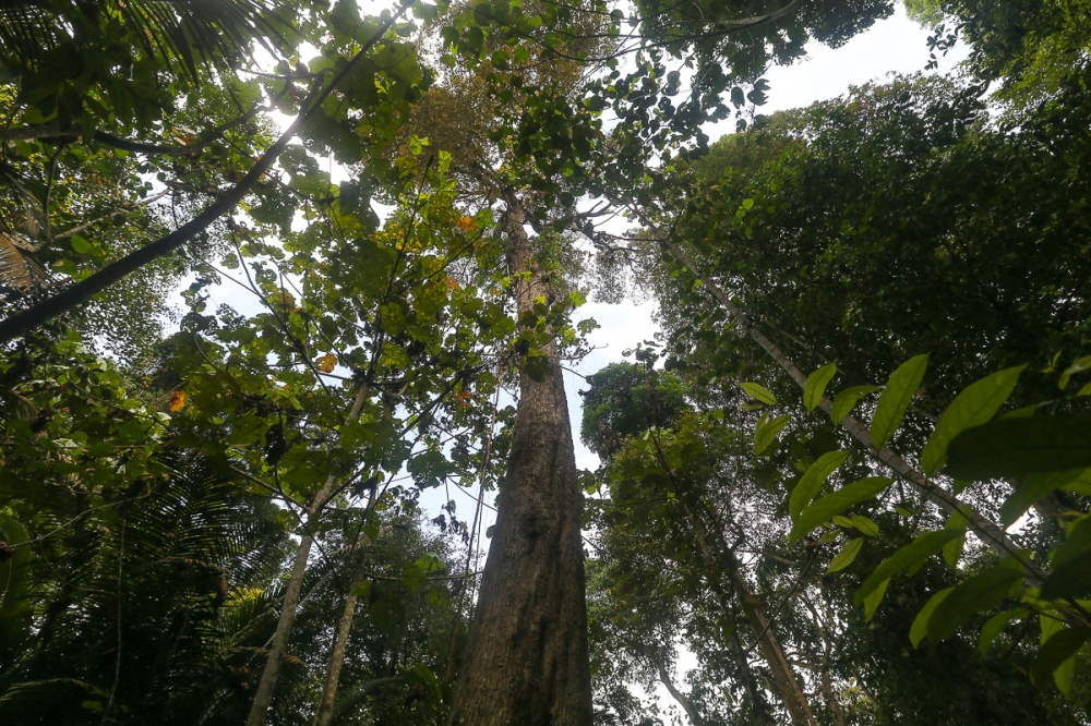 Trees grow in the Kuala Langat North Forest Reserve at Kampung Orang Asli Busut in Banting on April 22, 2021. — Picture by Yusof Mat Isa