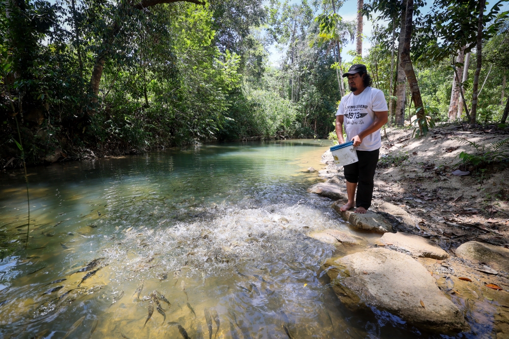 FMC Kelah Eco Park founder Azman Mustapha makes almost daily visits to Sungai Koh in Batu Mengkebang to feed the wild mahseer. — Bernama pic