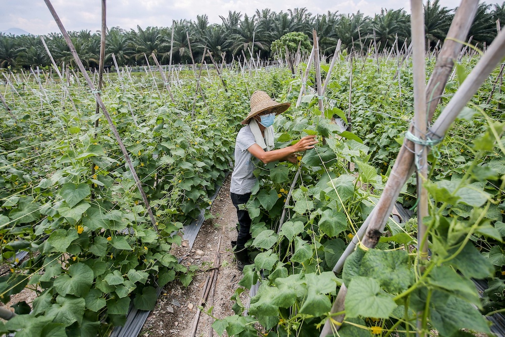 Recognising that food security is a national issue requiring breadth and depth in solutions instead of just a simple introduction of new regulations, MDEC has a proven concept in the agricultural sector. — Picture by Farhan Najib