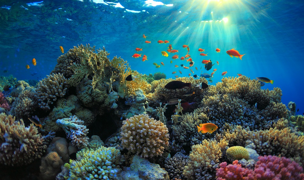 Rising temperatures in the world's seas and oceans could have a major impact on the lives of certain marine species, making it impossible for them to survive, points out a new study. u00e2u20acu2022 iStock pic via ETX Studio