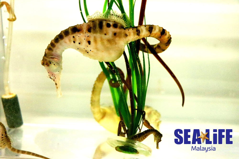 The pot-bellied seahorse is one of the largest seahorse species on the planet and can grow up to 35cm in length. — Picture courtesy of Sea Life Malaysia
